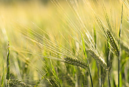 food, landscape, nature, field thumbnail