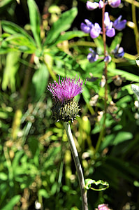 purple petaled flower thumbnail