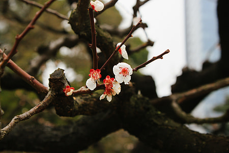 Pink Cherry Blossoms thumbnail