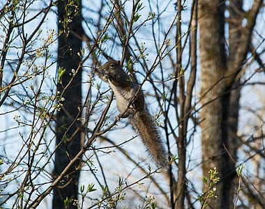 brown and gray squirrel perching on branch thumbnail