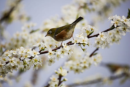 shallow focus photography of cape white-eye bird thumbnail