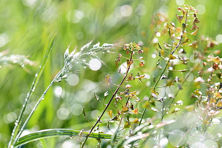 selective focus photograph of plant thumbnail