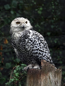 gray owl thumbnail