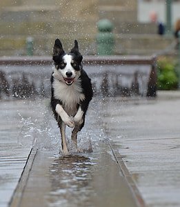 Border Collie, Fountain City thumbnail
