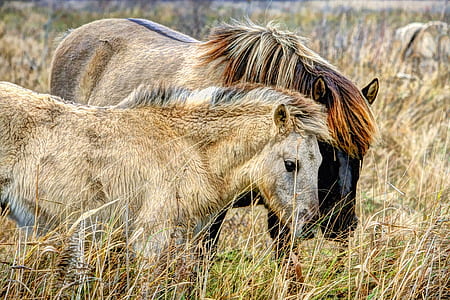 photo of two brown horses surrounded by brown grass thumbnail