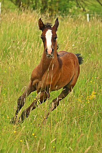 galloping brown pony on grass field thumbnail