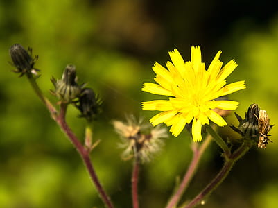 yellow hawkweed flower in selective focus photography thumbnail