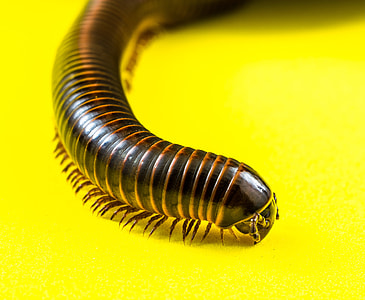 Arthropod, Millipedes thumbnail