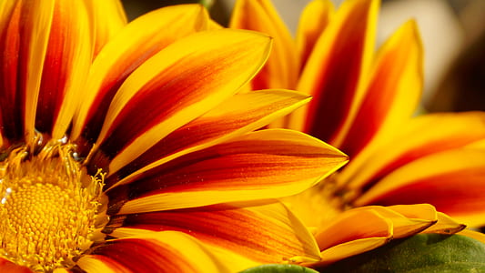 flowers, petals, plant, blur thumbnail