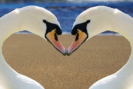 two white swan forming heart near body of water thumbnail