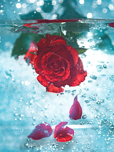 red rose soaked underwater close up photo thumbnail