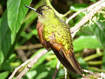 green and brown bird perching on branch thumbnail