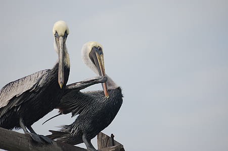 two black-and-white storks perching on top brown handrail thumbnail