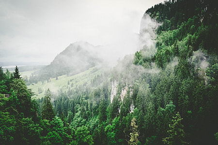 smoke above the trees thumbnail