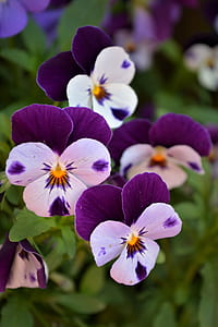 white and purple pansies thumbnail