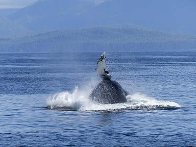 Humpback Whale, Natural Spectacle thumbnail
