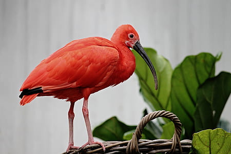 red ibis bird on basket thumbnail