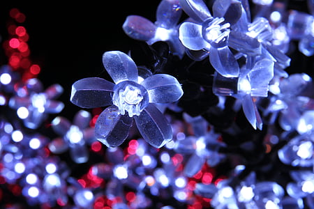 close-up photo of blue petaled flowers thumbnail