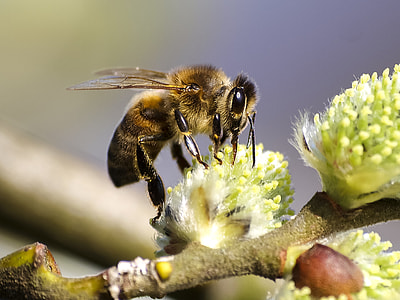 close up photo of honey bee on flower thumbnail