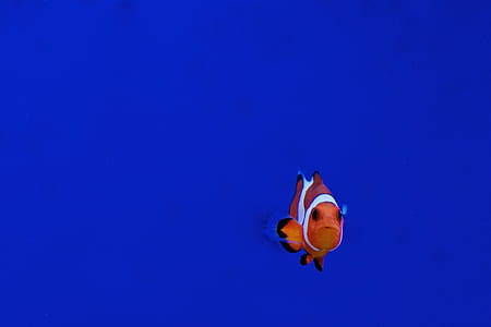 clown fish on blue background illustration thumbnail