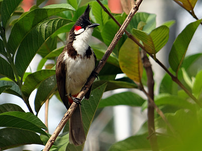 Red-Whiskered Bulbul, Pycnonotus Jocosus thumbnail