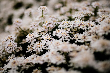 close-up photography of white petaled flowers thumbnail