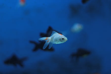 close-up photo of gray and orange fish thumbnail