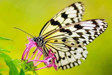 paperkite butterfly perched on purple petaled flower closeup photography thumbnail