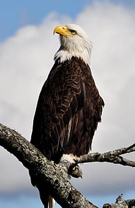 white and brown eagle perched on tree branch thumbnail