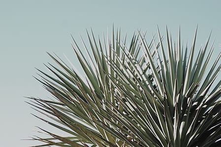 green leafed plant with spikes thumbnail
