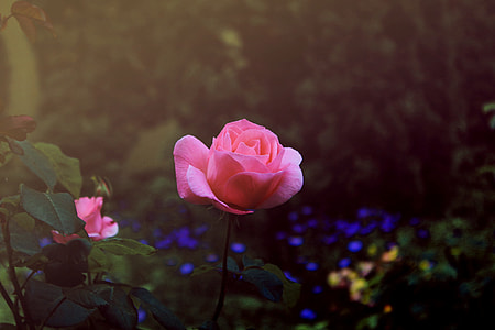 selective focus photography of pink rose thumbnail