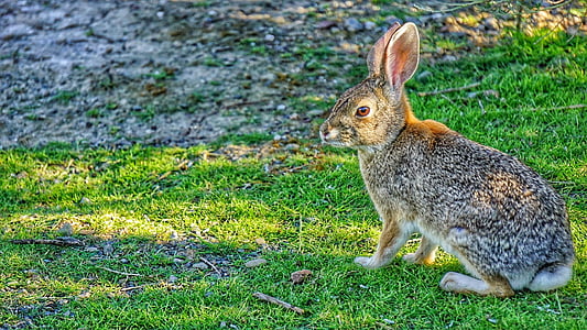 gray and black hare thumbnail
