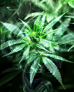mist on Cannabis leaves thumbnail
