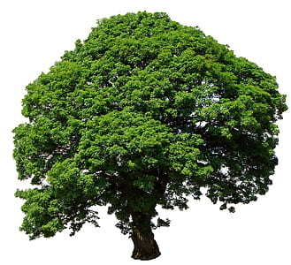 green and brown tree 3D illustration thumbnail