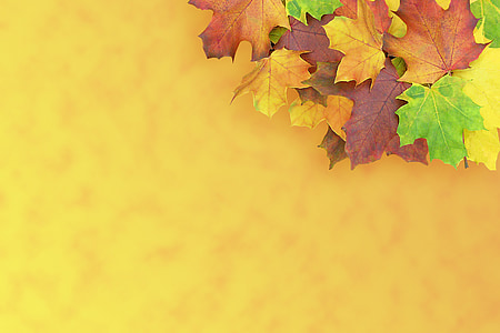 green, brown, and yellow maple leaves thumbnail