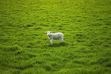 white sheep on green grass field thumbnail