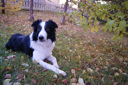 adult black and white border collie on grass field near fence thumbnail
