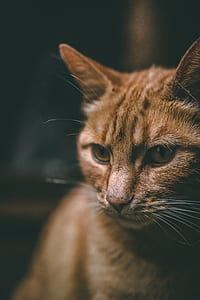 orange tabby cat thumbnail