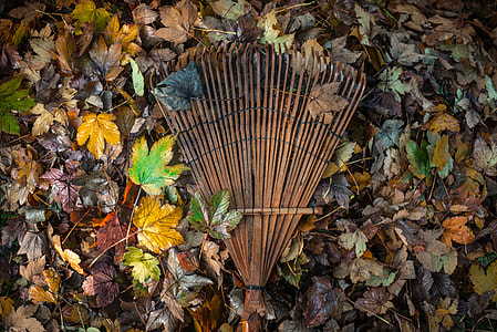 brown wooden rake on leaves thumbnail