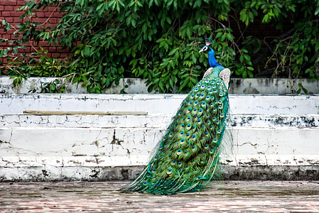 green peacock on white concrete bar thumbnail