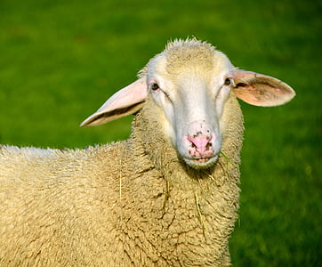 macro shot of yellow sheep thumbnail