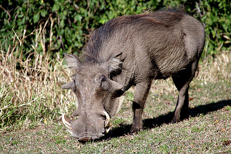 gray wild boar thumbnail