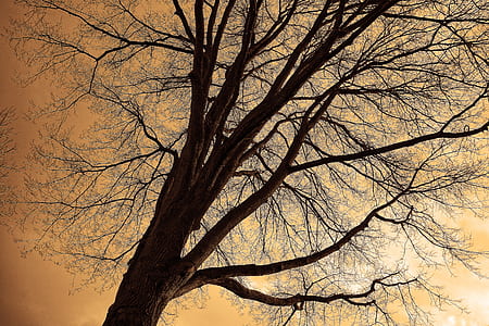 low-angle photo of leafless tree thumbnail