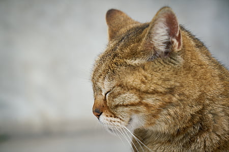 macro shot of brown cat thumbnail