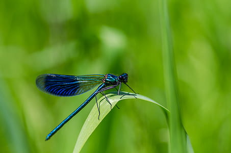 nature, grass, plant, green thumbnail
