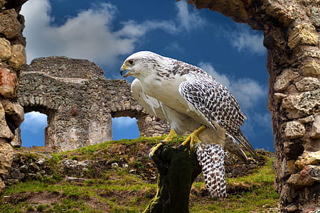 white eagle on trunk thumbnail