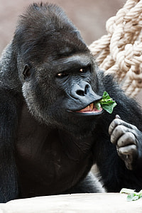 silver-back gorilla eating green leaf close-up photo thumbnail