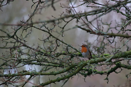 red and grey bird on tree branch thumbnail