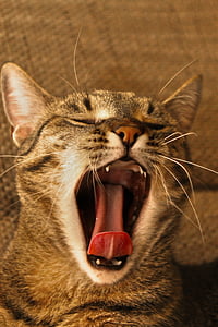 cat yawning thumbnail