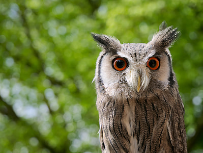 owl during daytime thumbnail